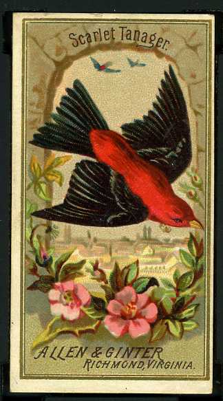 35 Scarlet Tanager